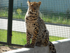 Смотреть фото Амурский леопард Фото Амурский леопард