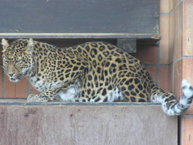 Веб-камеры мировых зоопарков Веб-камеры мировых зоопарков