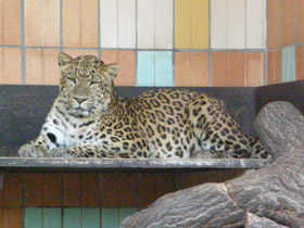 Смотреть фото Амурский леопард Фото Амурский леопард