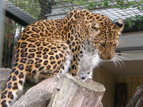 Смотреть фото Амурский леопард Фото Амурский леопард