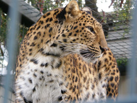 Смотреть фото Амурский леопард Фото Амурский леопард