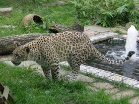 Фото Переднеазиатский леопард