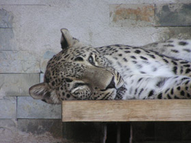 Фото Переднеазиатский леопард
