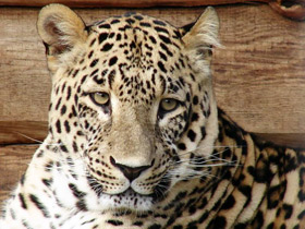 Переднеазиатский леопард