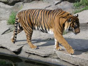 Суматранский тигр