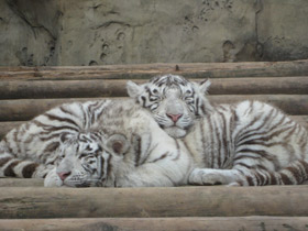 Фото Белый тигр