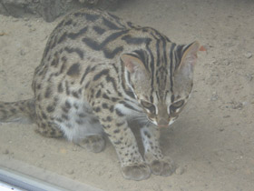 Фото Бенгальская кошка