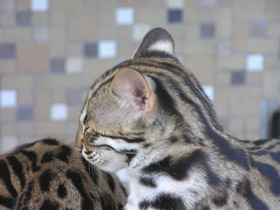 Фото Бенгальская кошка
