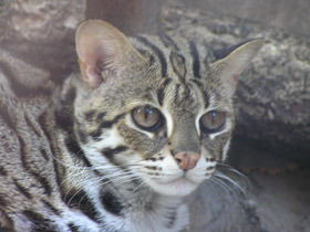 Фото Бенгальская кошка