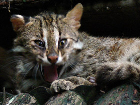 Фото Бенгальская кошка