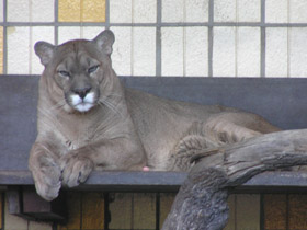 Смотреть фото Пума Фото Пума