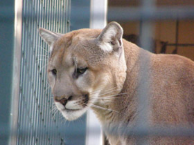Смотреть фото Пума Фото Пума