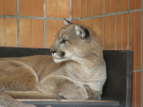 Смотреть фото Пума Фото Пума