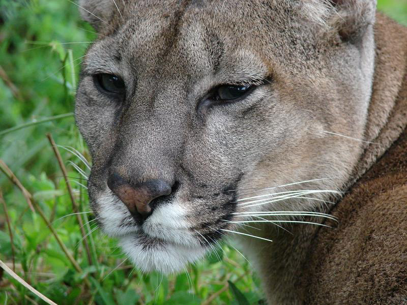 Смотреть фото Пума Фото Пума