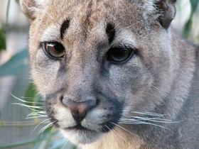 Смотреть фото Пума Фото Пума