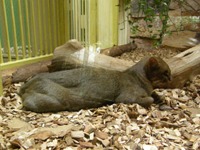 Фото Ягуарунди