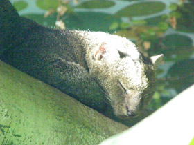 Фото Ягуарунди