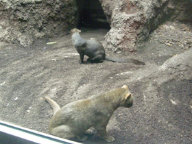 Фото Ягуарунди