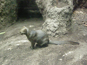 Фото Ягуарунди