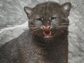 Фото Ягуарунди