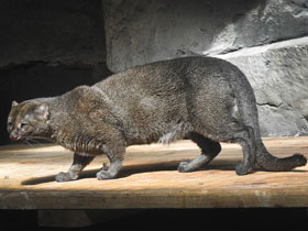 Фото Ягуарунди