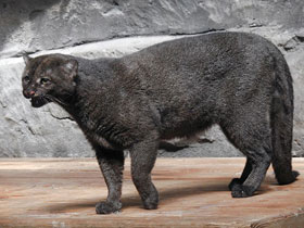 Фото Ягуарунди