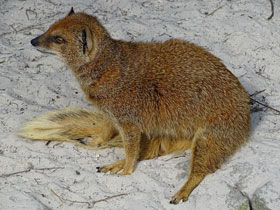 Смотреть фото Жёлтый мангуст Фото Жёлтый мангуст