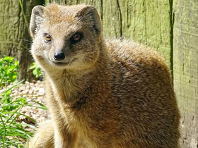 Смотреть фото Жёлтый мангуст Фото Жёлтый мангуст