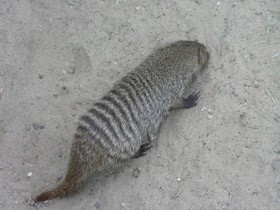 Фото Полосатый мангуст