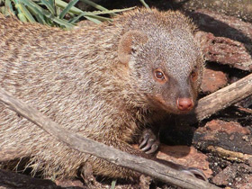 Фото Полосатый мангуст