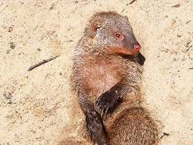 Фото Полосатый мангуст