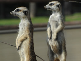 Фото Сурикаты