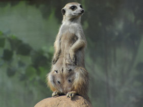 Фото Сурикаты