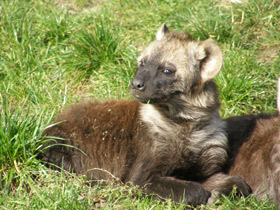 Фото Пятнистая гиена