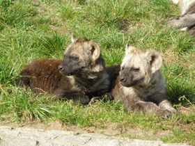 Фото Пятнистая гиена