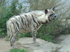 Фото Самые непохожие