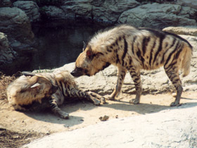 Фото Полосатая гиена