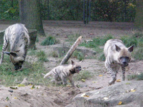 Фото Полосатая гиена