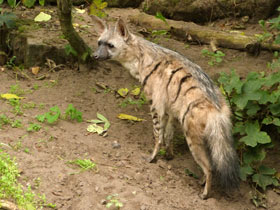 Смотреть фото Земляной волк: гроза термитов Фото Земляной волк: гроза термитов