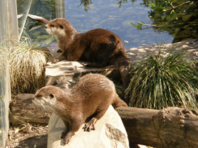 Смотреть фото Азиатская бескоготная выдра Фото Азиатская бескоготная выдра