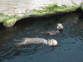 Смотреть фото Калан Фото Калан