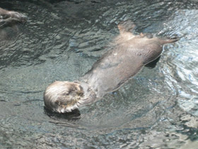 Смотреть фото Калан Фото Калан