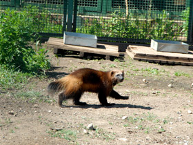 Фото Росомаха