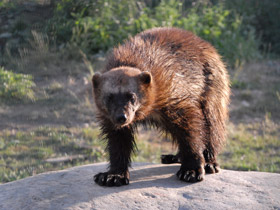 Фото Самые опасные в мире