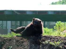 Фото Росомаха
