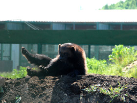 Фото Росомаха