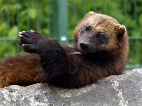 Фото Росомаха