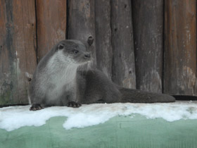 Смотреть фото Обыкновенная выдра Фото Обыкновенная выдра