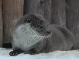 Смотреть фото Обыкновенная выдра Фото Обыкновенная выдра