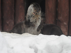 Смотреть фото Обыкновенная выдра Фото Обыкновенная выдра
